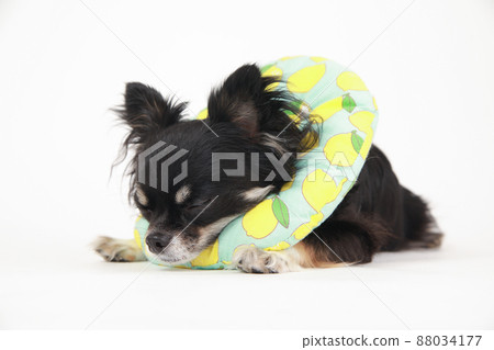 Black and Tan long coat Chihuahua with soft Elizabethan collar 88034177
