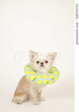 奶油色長款大衣 Chihuahua，柔軟的伊麗莎白時代衣領 88034191