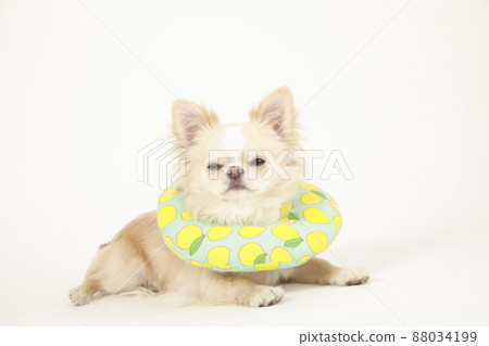 Cream-colored long coat Chihuahua with soft Elizabethan collar Cream-colored long coat Chihuahua with soft Elizabethan collar 88034199