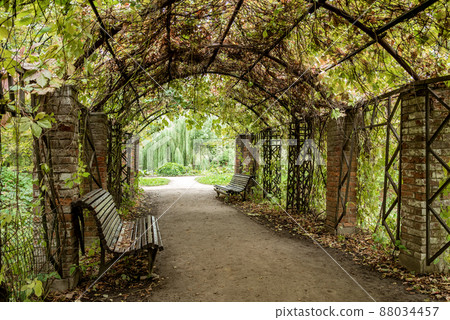 wooden benches under green pergola roof in summer park wooden benches under green pergola roof in summer park 88034457