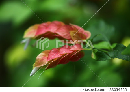 小蝦花 小蝦花 88034533