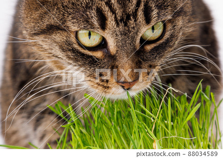 gray domestic tabby cat eating fresh green oats sprouts close-up on white background with selective focus and blur gray domestic tabby cat eating fresh green oats sprouts close-up on white background with selective focus and blur 88034589