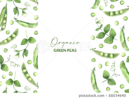 Template with watercolor pea pods and flowers. Illustrated organic food. Backdrop for greeting card, label and packaging. Template with watercolor pea pods and flowers. Illustrated organic food. Backdrop for greeting card, label and packaging. 88034640