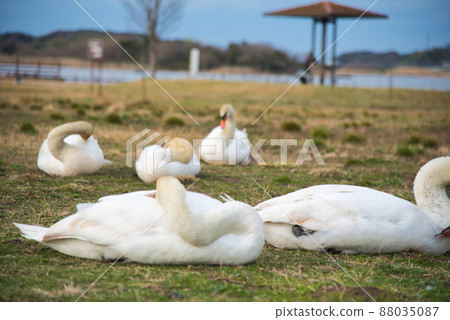 Swan Swan 88035087