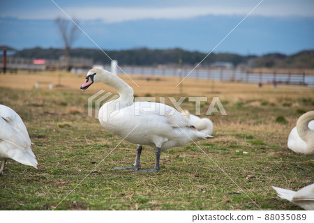 Swan Swan 88035089