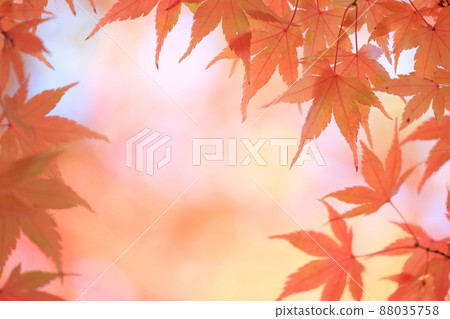 七彩楓葉 七彩楓葉 88035758