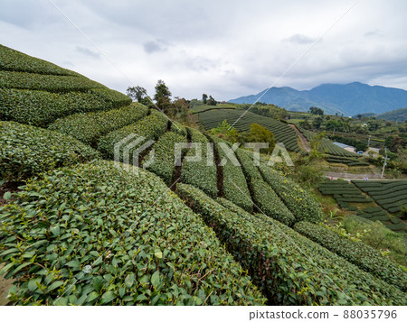 美麗的阿里山茶園景觀,兼容的茶產品和積極的設計理念。 美麗的阿里山茶園景觀,兼容的茶產品和積極的設計理念。 88035796