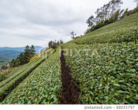 Beautiful Alishan tea garden view, compatible tea products and active design philosophy. 88035797