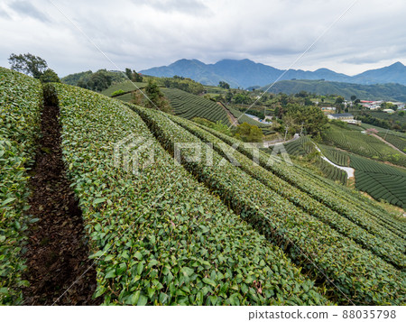 Beautiful Alishan tea garden view, compatible tea products and active design philosophy. 88035798