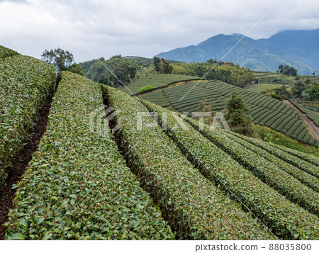 美麗的阿里山茶園景觀,兼容的茶產品和積極的設計理念。 美麗的阿里山茶園景觀,兼容的茶產品和積極的設計理念。 88035800