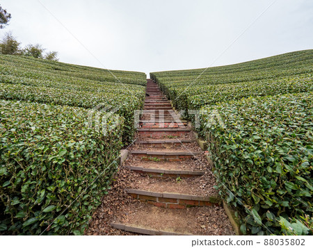 美麗的阿里山茶園景觀,兼容的茶產品和積極的設計理念。 美麗的阿里山茶園景觀,兼容的茶產品和積極的設計理念。 88035802