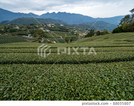Beautiful Alishan tea garden view, compatible tea products and active design philosophy. 88035807