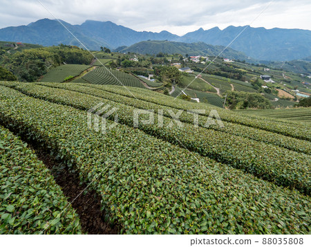 Beautiful Alishan tea garden view, compatible tea products and active design philosophy. 88035808