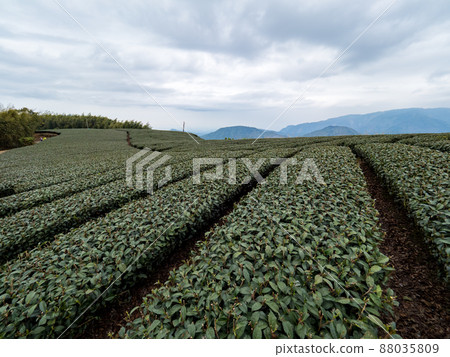 Beautiful Alishan tea garden view, compatible tea products and active design philosophy. 88035809