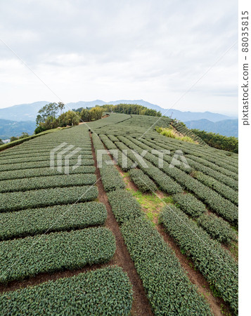 Beautiful Alishan tea garden view, compatible tea products and active design philosophy. Beautiful Alishan tea garden view, compatible tea products and active design philosophy. 88035815