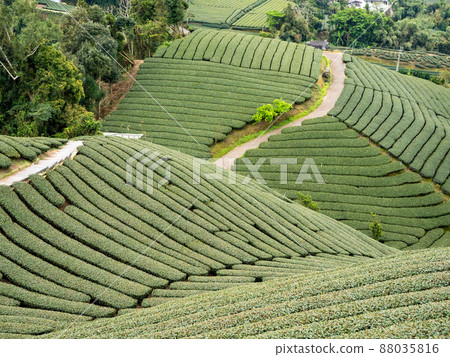 Beautiful Alishan tea garden view, compatible tea products and active design philosophy. Beautiful Alishan tea garden view, compatible tea products and active design philosophy. 88035816