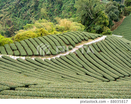 Beautiful Alishan tea garden view, compatible tea products and active design philosophy. Beautiful Alishan tea garden view, compatible tea products and active design philosophy. 88035817