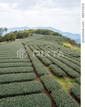 Beautiful Alishan tea garden view, compatible tea products and active design philosophy. Beautiful Alishan tea garden view, compatible tea products and active design philosophy. 88035818