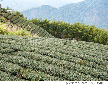 美麗的阿里山茶園景觀，兼容的茶產品和積極的設計理念。 88035819