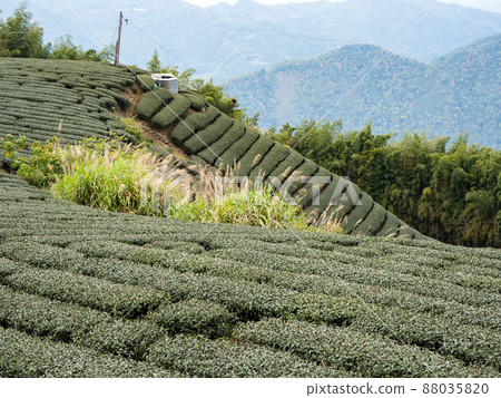 美麗的阿里山茶園景觀，兼容的茶產品和積極的設計理念。 88035820