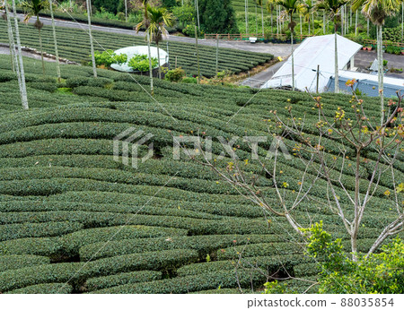 美麗的阿里山茶園景觀,兼容的茶產品和積極的設計理念。 美麗的阿里山茶園景觀,兼容的茶產品和積極的設計理念。 88035854