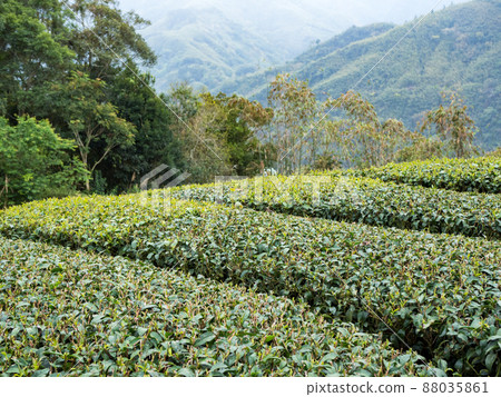 美麗的阿里山茶園景觀,兼容的茶產品和積極的設計理念。 美麗的阿里山茶園景觀,兼容的茶產品和積極的設計理念。 88035861