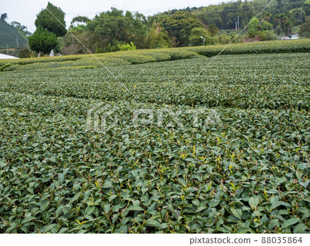 Beautiful Alishan tea garden view, compatible tea products and active design philosophy. 88035864