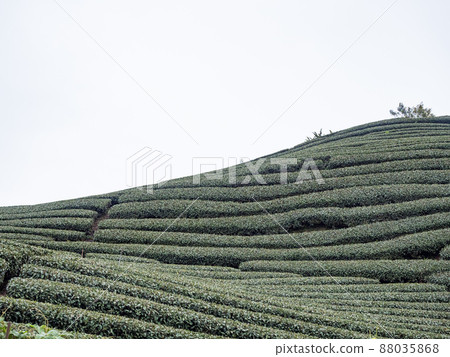 美麗的阿里山茶園景觀，兼容的茶產品和積極的設計理念。 88035868