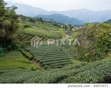 美麗的阿里山茶園景觀,兼容的茶產品和積極的設計理念。 美麗的阿里山茶園景觀,兼容的茶產品和積極的設計理念。 88035871