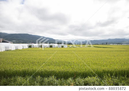 夏季農村風光 夏季農村風光 88035872