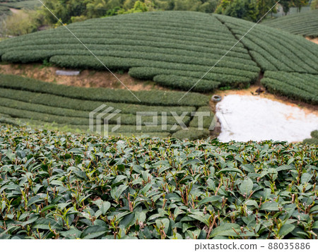 Beautiful Alishan tea garden view, compatible tea products and active design philosophy. Beautiful Alishan tea garden view, compatible tea products and active design philosophy. 88035886