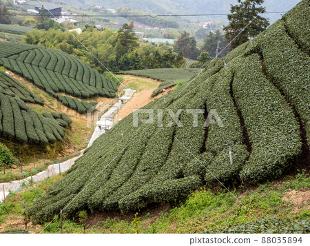 美麗的阿里山茶園景觀，兼容的茶產品和積極的設計理念。 88035894