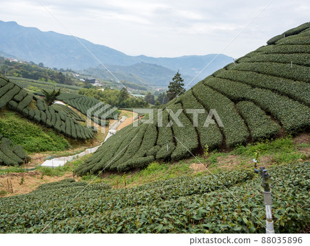 美麗的阿里山茶園景觀，兼容的茶產品和積極的設計理念。 88035896