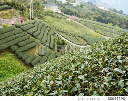 美麗的阿里山茶園景觀,兼容的茶產品和積極的設計理念。 美麗的阿里山茶園景觀,兼容的茶產品和積極的設計理念。 88035898