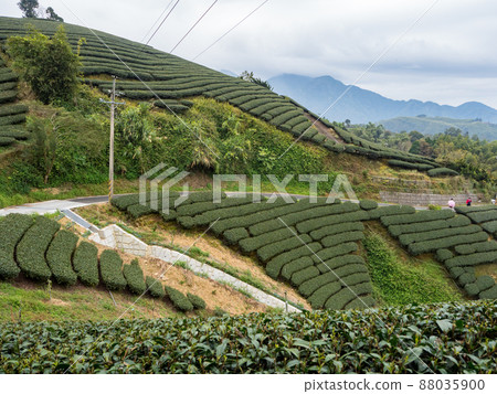 美麗的阿里山茶園景觀，兼容的茶產品和積極的設計理念。 88035900