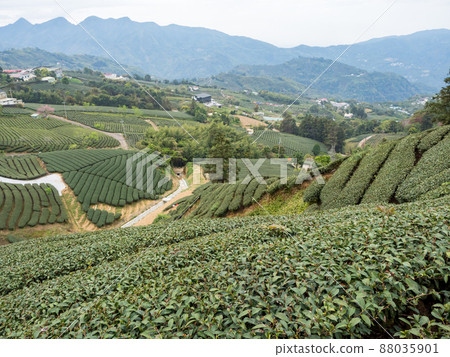 Beautiful Alishan tea garden view, compatible tea products and active design philosophy. 88035901