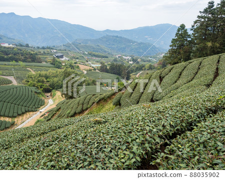 Beautiful Alishan tea garden view, compatible tea products and active design philosophy. 88035902