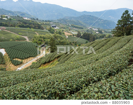 Beautiful Alishan tea garden view, compatible tea products and active design philosophy. Beautiful Alishan tea garden view, compatible tea products and active design philosophy. 88035903