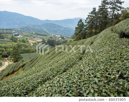 Beautiful Alishan tea garden view, compatible tea products and active design philosophy. 88035905