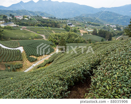 美麗的阿里山茶園景觀,兼容的茶產品和積極的設計理念。 美麗的阿里山茶園景觀,兼容的茶產品和積極的設計理念。 88035906
