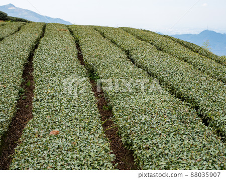 Beautiful Alishan tea garden view, compatible tea products and active design philosophy. Beautiful Alishan tea garden view, compatible tea products and active design philosophy. 88035907