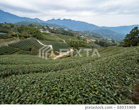 美麗的阿里山茶園景觀，兼容的茶產品和積極的設計理念。 88035909