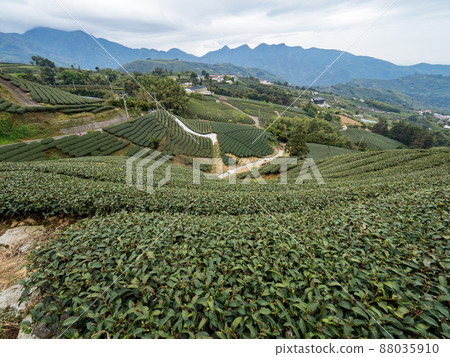 美麗的阿里山茶園景觀,兼容的茶產品和積極的設計理念。 美麗的阿里山茶園景觀,兼容的茶產品和積極的設計理念。 88035910