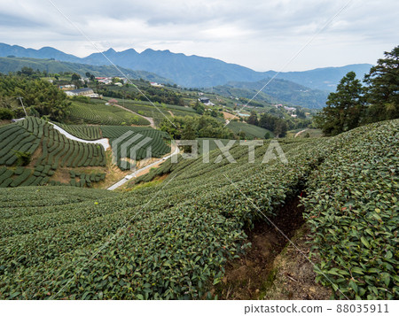 Beautiful Alishan tea garden view, compatible tea products and active design philosophy. 88035911