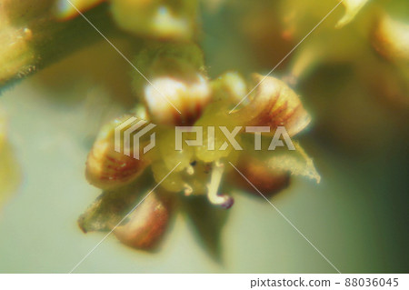 Mango Mango Mango Mango 88036045