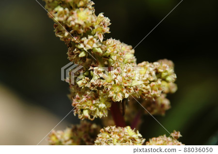 Mango Mango 88036050