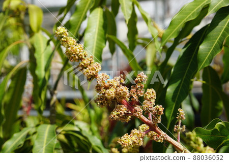 Mango Mango 88036052