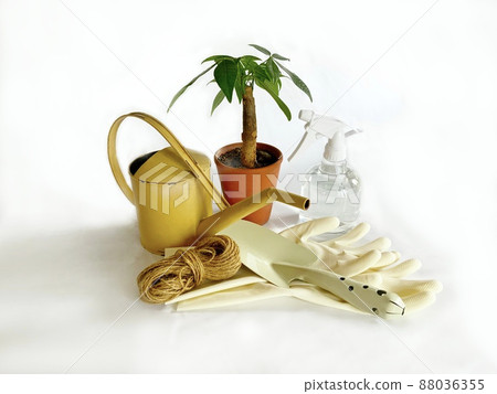 Gardening supplies, foliage plants (Pachira) Gardening supplies, foliage plants (Pachira) 88036355