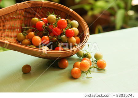 Small tomatoes are grown in East Asia. Small tomatoes are grown in East Asia. 88036743