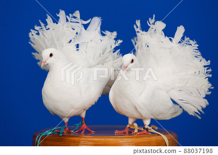 A pair of white pigeons sit on the boardwalk, a symbol of purity on Valentine A pair of white pigeons sit on the boardwalk, a symbol of purity on Valentine 88037198